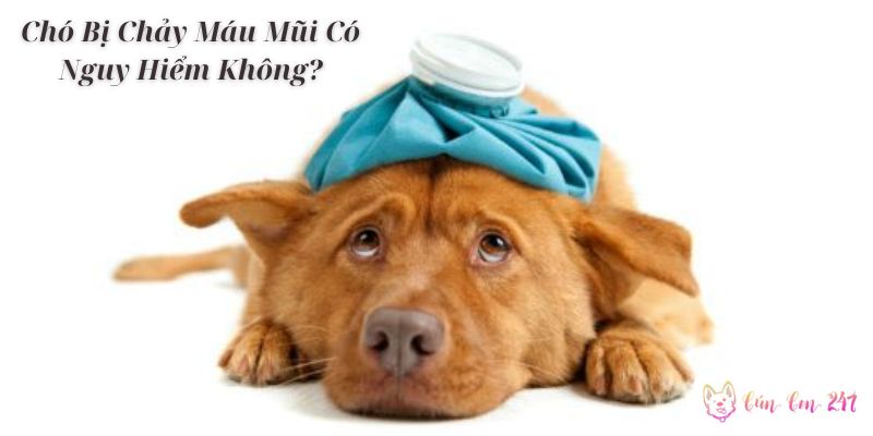 Chó Bị Chảy Máu Mũi Có Nguy Hiểm Không