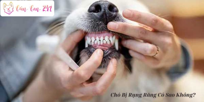 Chó Bị Rụng Răng Có Sao Không