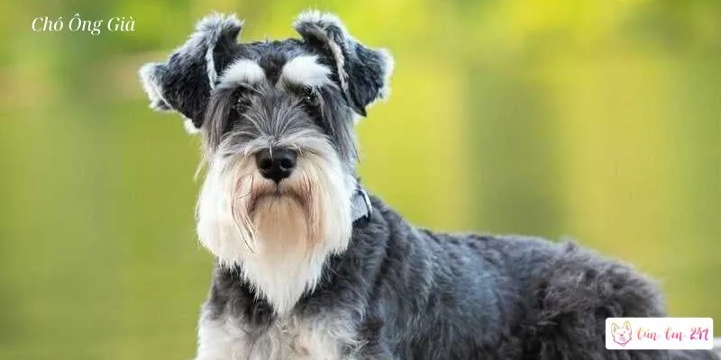 Đặc điểm ngoại hình và tính cách của chó ông già Schnauzer