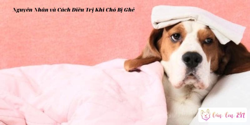 Chó bị ghẻ tắm lá gì? và Cách trị chó bị ghẻ tại nhà