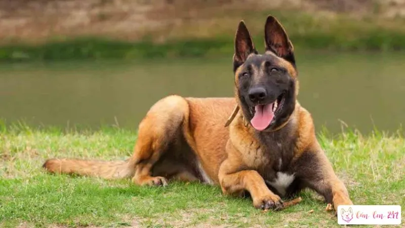 Chó Malinois Có Dữ Không?