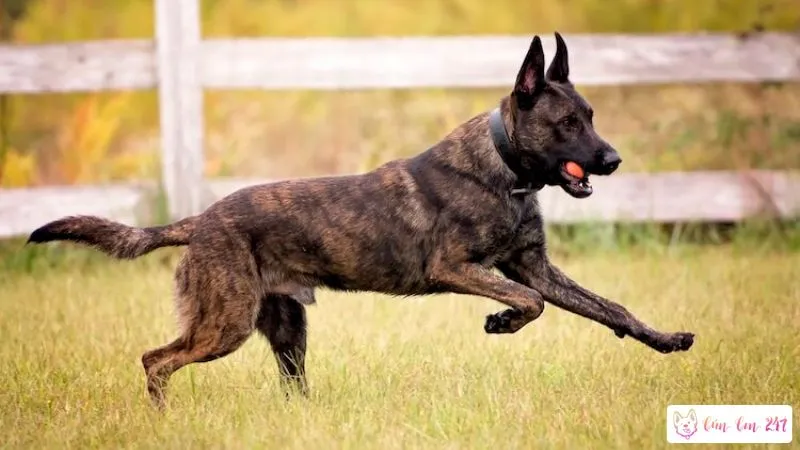 Chó Malinois Màu Nào Đẹp Nhất?