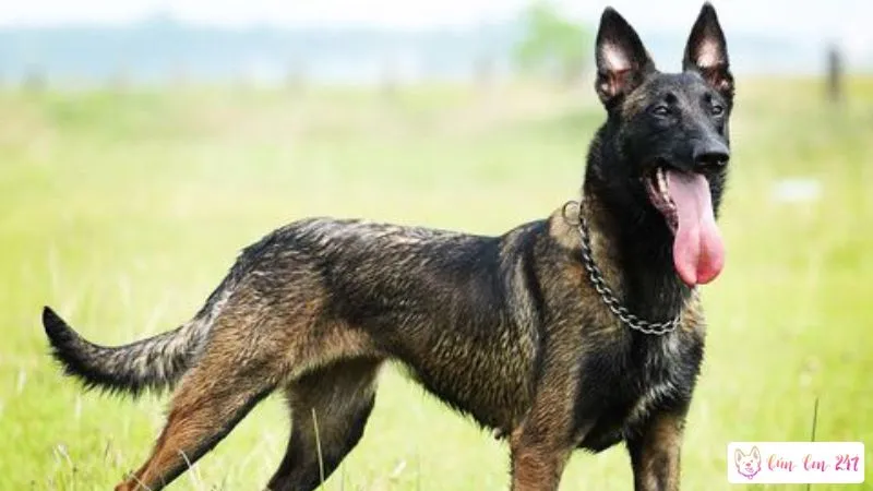 Cách Chọn Chó Malinois Đẹp